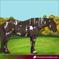 Horse Color:White Spotted Liver Chestnut 