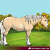 Horse Color:Silver Buckskin Sabino Tobiano