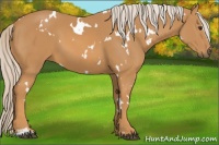 Horse Color:White Spotted Palomino Sabino