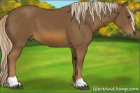 Horse Color:Chocolate Palomino Sabino