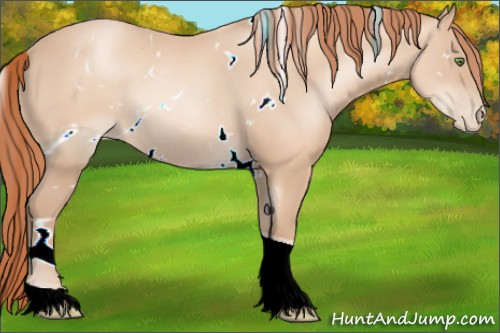 Horse Color:ERROR: UNKNOWN ANOMALY