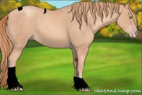 Horse Color:Gold Champagne Tobiano