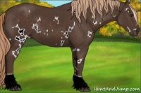 Horse Color:White Spotted Liver Chestnut Tobiano 