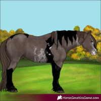 Horse Color:Liver Chestnut Sabino Tobiano 