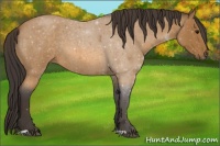 Horse Color:Buckskin Roan 