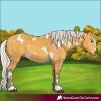 Horse Color:White Spotted Silver Buckskin 