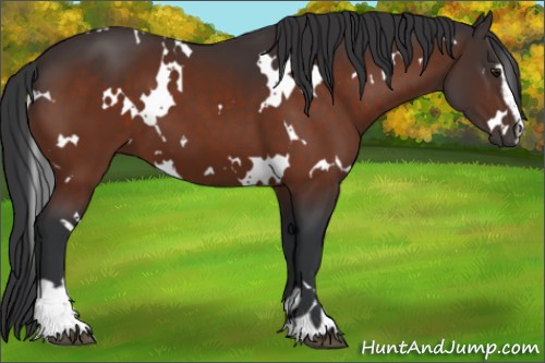 Horse Color:White Spotted Brown Sabino