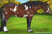 Horse Color:White Spotted Brown Sabino