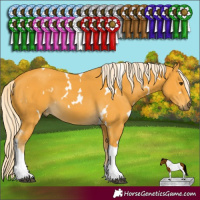 Horse Color:White Spotted Palomino Tobiano