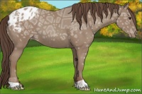 Horse Color:Classic Champagne Ice Appaloosa
