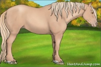 Horse Color:Gold Champagne 