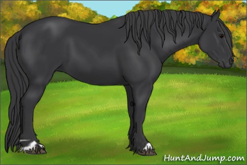 Horse Color:Black 