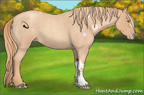 Horse Color:Gold Champagne Roan 