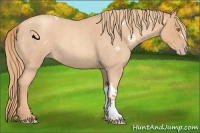 Horse Color:Gold Champagne Roan 