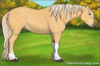 Horse Color:Palomino Rabicano