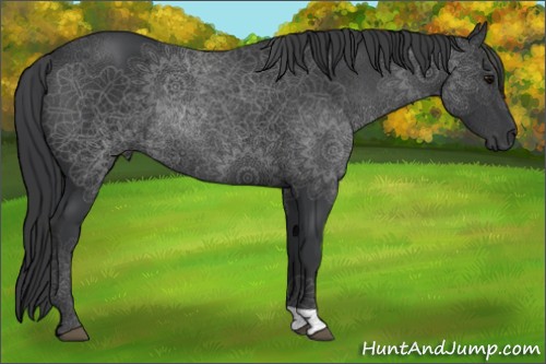 Horse Color:Black 