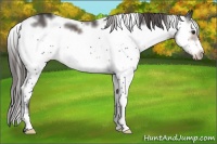 Horse Color:Brown Dun Mushroom Sabino Frame Appaloosa Brindle