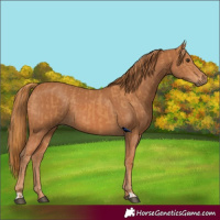 Horse Color:Chestnut and Chestnut