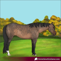 Horse Color:Brown Dun 