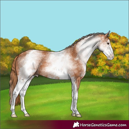 Horse Color:White Spotted Chestnut 