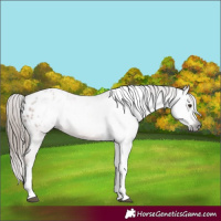 Horse Color:Gray Chestnut Tobiano Appaloosa