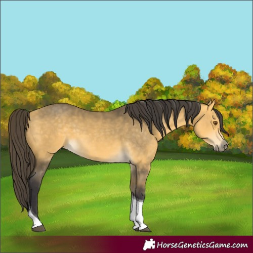 Horse Color:Buckskin Mushroom Tobiano 