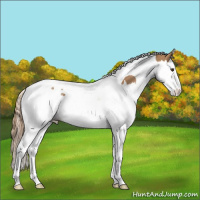 Horse Color:Chestnut Splash Tobiano 