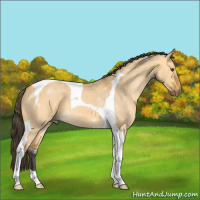 Horse Color:Buckskin Dun Tobiano 
