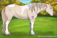 Horse Color:Perlino Sabino Tobiano Appaloosa 