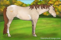 Horse Color:Buckskin Pearl Dun Tobiano