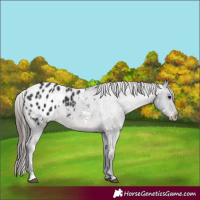 Horse Color:White Spotted Black Appaloosa