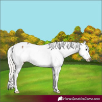 Horse Color:Silver Brown Dun Splash Appaloosa Brindle