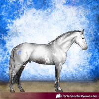 Horse Color:Gray White Spotted Brown 