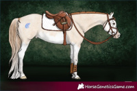 Horse Color:Red Dun Roan Splash