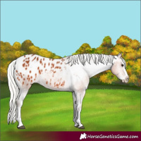 Horse Color:White Spotted Silver Bay Splash Appaloosa 