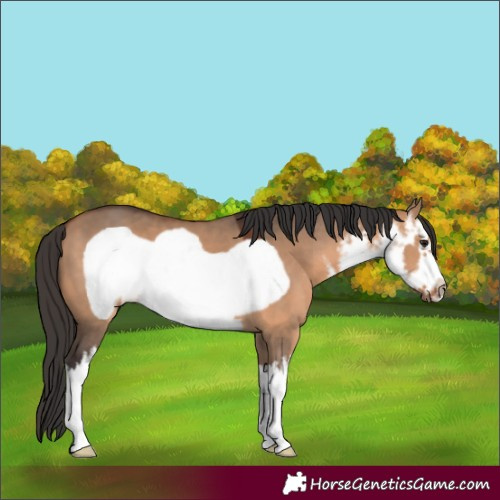 Horse Color:White Spotted Bay Dun Frame 