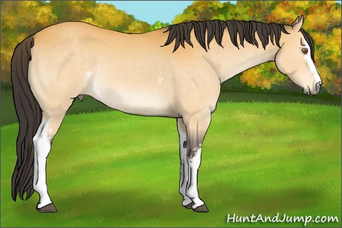Horse Color:White Spotted Buckskin Roan 