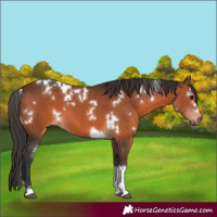 Horse Color:White Spotted Brown Tobiano 