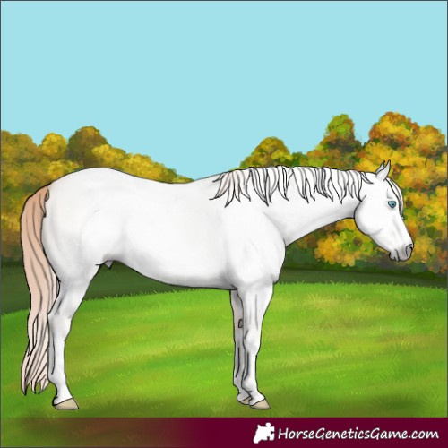 Horse Color:Gray White Spotted Perlino Roan Dun 