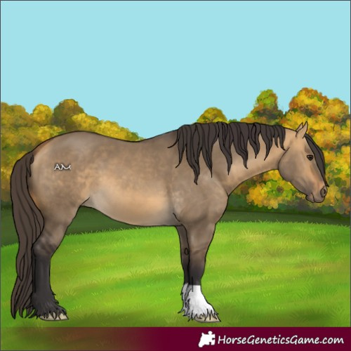 Horse Color:Buckskin Dun 