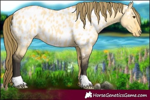 Horse Color:Buckskin Dun Near Leopard 