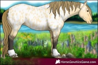 Horse Color:Buckskin Dun Near Leopard 