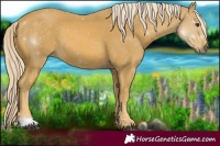 Horse Color:Palomino Leopard