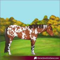 Horse Color:White Spotted Bay Appaloosa 