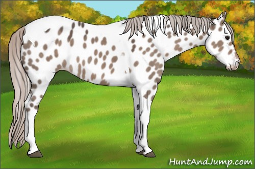 Horse Color:Silver Grullo Tobiano Appaloosa 