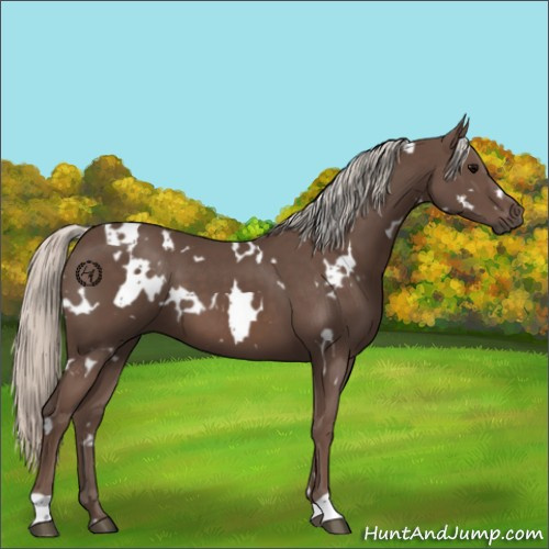 Horse Color:White Spotted Silver Black 