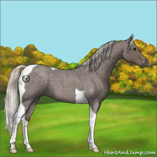 Horse Color:Silver Blue Roan Tobiano