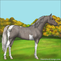 Horse Color:Silver Blue Roan Tobiano 