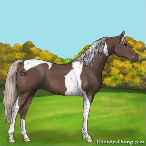 Horse Color:Silver Black Tobiano 