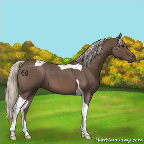 Horse Color:Silver Blue Roan Tobiano